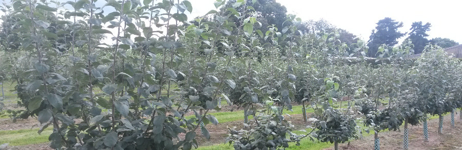 Obstmuttergarten Rheinland: Pflaume / Zwetsche